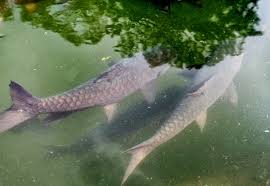 Misteri Keajaiban Ikan Sakti Sungai Janiah Salsazawasa